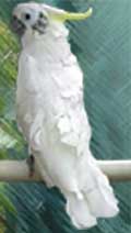 Cacatoès à Huppe Jaune (Cacatua galerita triton)