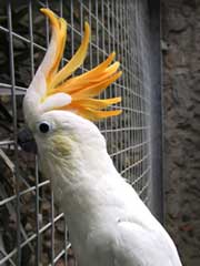 Cacatoès soufre à crête orange  (Cacatua sulphurea citrinocristata)