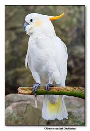 Cacatoès soufre à crête orange  (Cacatua sulphurea citrinocristata)