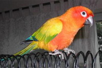 Conure Soleil (Arantiga Solstitialis)