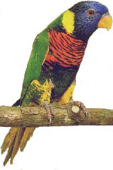 Loriquet Arc-en-ciel (Trichoglossus haematodus haematodus)