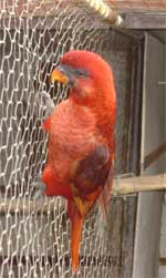 Lori Cardinal (Chalcopsitta cardinalis)