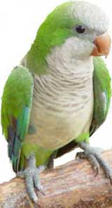 Conure veuve ou perruche moine ou souris (Myiopsitta monachus